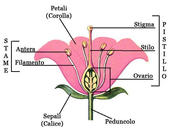 Il fiore delle angiosperme Queste parti centrali sono circondate da parti protettive: i petali