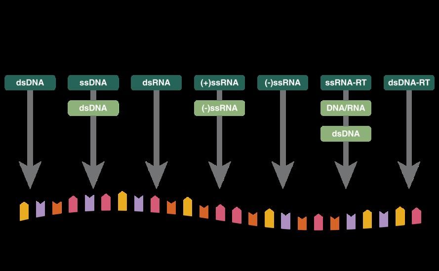 replicazione e patogenesi dei virus