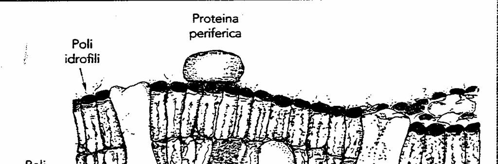 MEMBRANA CELLULARE Le membrane regolano i flussi di metaboliti e ioni fuori e dentro i compartimenti cellulari Tutte le membrane biologiche hanno la stessa organizzazione molecolare