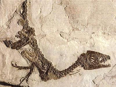 Resć de n dinosaur fossilisà