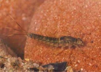 -Ninfe predate da molti invertebrati acquatici