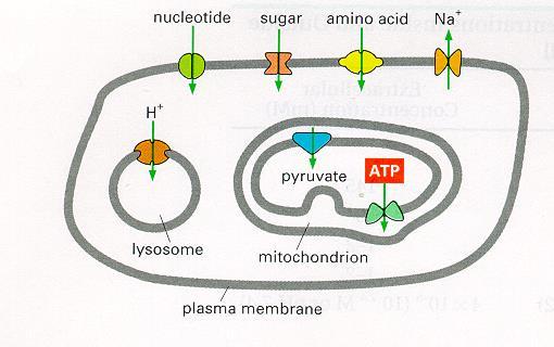 Trasporto di sostanze in e out dalla cellula Tutte le sostanze che devono