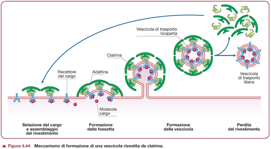 Perdita del rivestimento proteico Necessario per permette