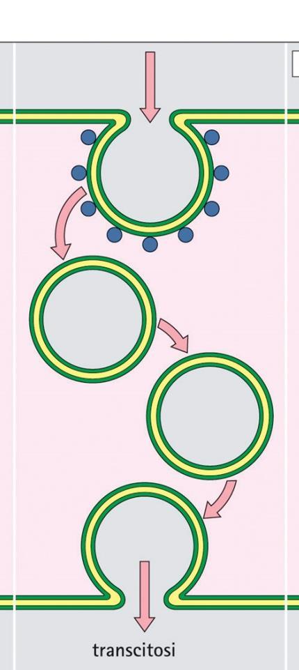 Transcitosi nelle cellule endoteliali Trasporto di macromolecole in entrambe le direzioni Le vescicole