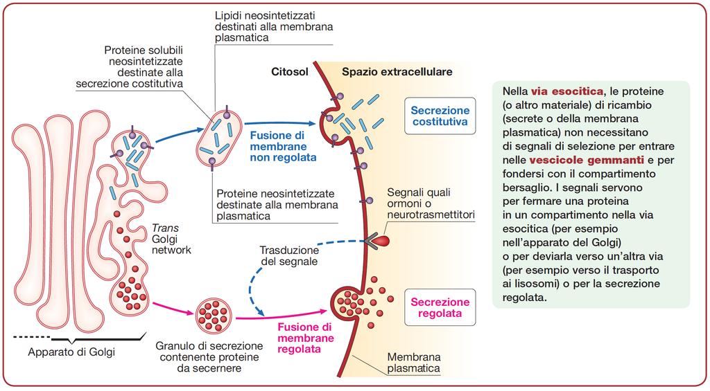 Esocitosi costitutiva o regolata Le vescicole rilasciate tramite esocitosi provengono dall apparato di