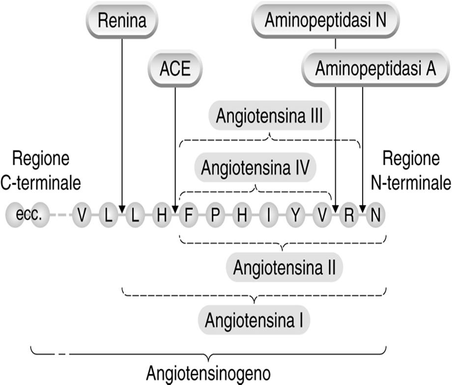 Angiotensinogeno Renina