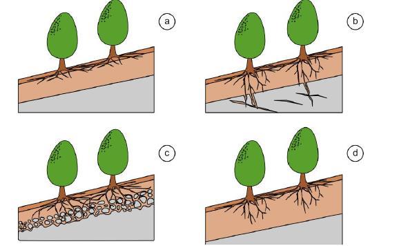 dimensioni): Le radici possono in questo caso sfilarsi o rompersi in funzione della tipologia del substrato e della lunghezza e dalle caratteristiche