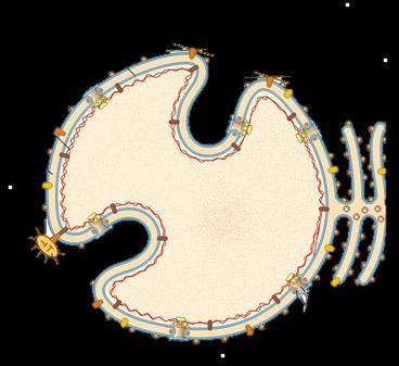 Involucro nucleare: membrana interna ed esterna La MEMBRANA ESTERNA dell involucro è in rapporto diretto con il reticolo endoplasmatico.