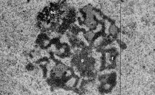 Nucleolo Il nucleolo è un area di produzione di ribosomi ed è quindi bene