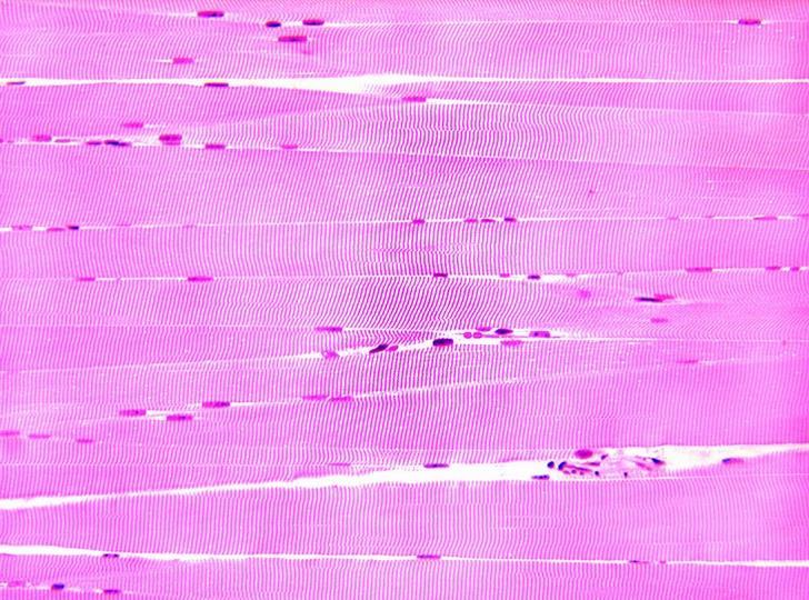 Nucleo Esistono anche cellule