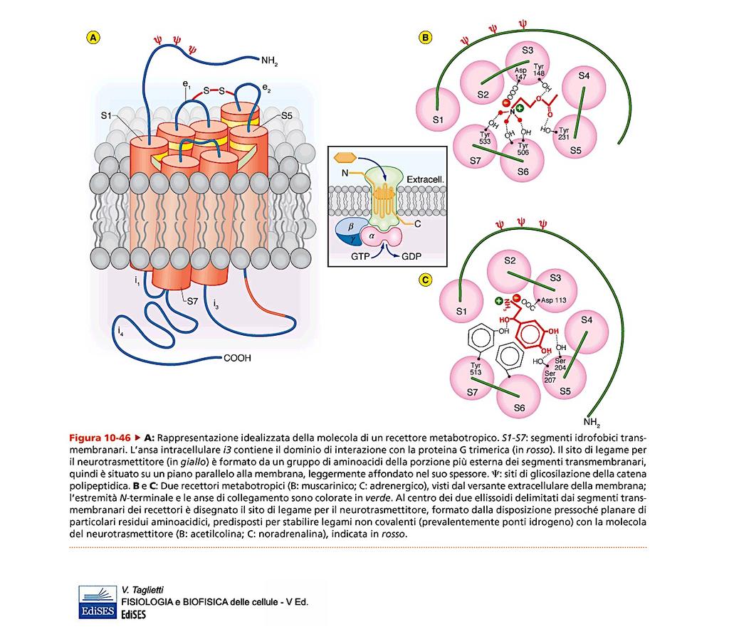 Recettore muscarinico per l acetilcolina Fam iglia di Siti cinque di glicosilazione membri M1, M2, M3, M4, M5 Attivazione di Siti Gαq di interazione con ACh Attivazione di Gαi/0 M1: muscolatura