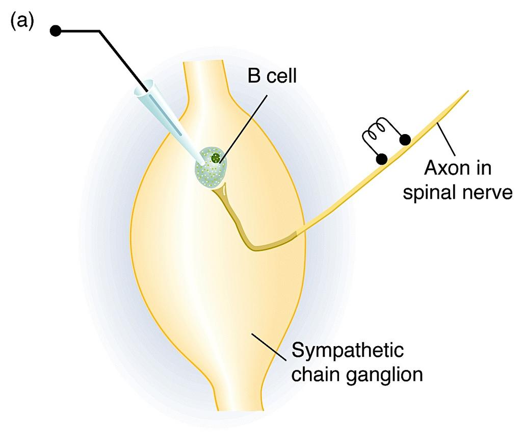 Un esempio di neuromodulazione Neuroni