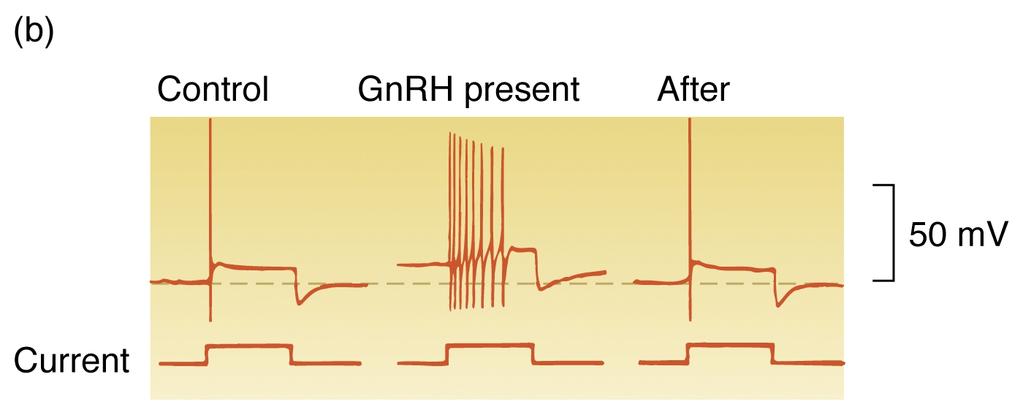 Neuromodulazione tra