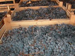 Il controllo dell uva in ingresso rappresenta un punto critico della filiera enologica in quanto, se da una parte deve caratterizzare la materia prima, determinante per la qualità del vino, dall