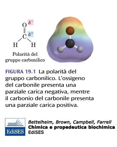 2 1 xy L atomo di carbonio è ibridato sp 2 Il doppio legame carbonio-ossigeno è polarizzato a