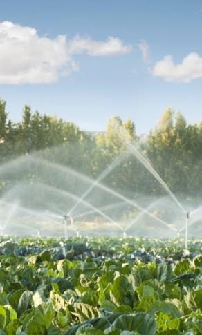 Il 70% dell acqua prelevata a livello globale viene utilizzata in Agricoltura.