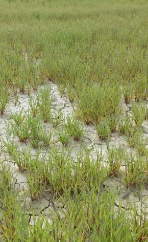 Uno dei problemi più urgenti per l agricoltura odierna è l accumulo di salinità nei terreni irrigui.