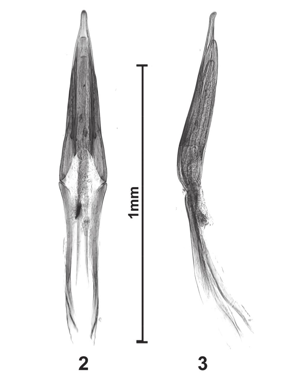 Fig. 2-3. Anthicus crinitus di Pakistan, NWFP, S Waziristan agency, near Tanai vill.