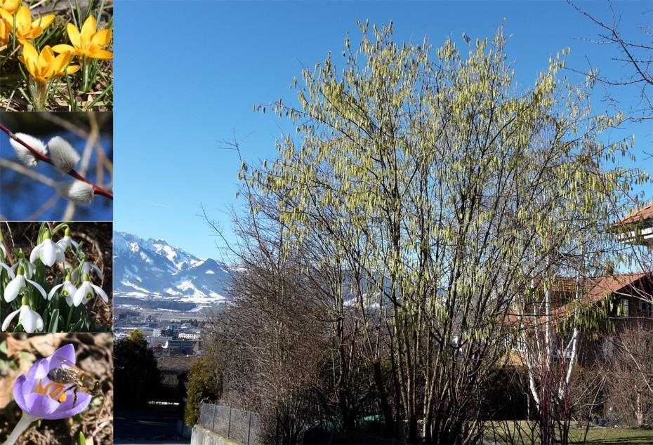 MeteoSchweiz Bollettino del clima Febbaio 2019 5 La primavera si è fatta notare nella natura.