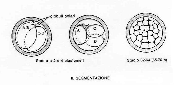 Morula e Blastocisti IV divisione