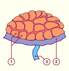 Chorionic plate 4.