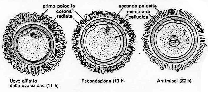 and equal, producing a clump of cells called a