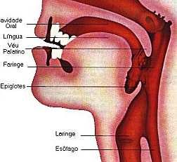 FARINGE La faringe è un condotto muscolo membranoso imbutiforme che