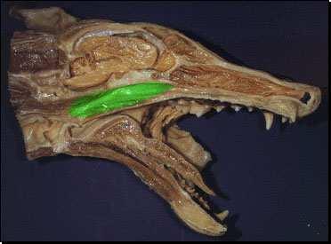 Nasofaringe o rinofaringe La parte rostrale della faringe è posta dorsalmente al palato molle