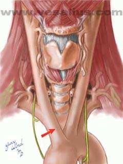 LARINGE La laringe possiede uno scheletro formato da cartilagini tra loro unite da legamenti e mobilizzate da muscoli intrinseci.