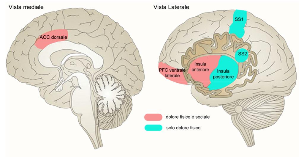 Relazioni sociali Gli essere umani sono animali sociali (Goleman,2006) L appartenenza è un bisogno psicologico fondamentale (Erikson,