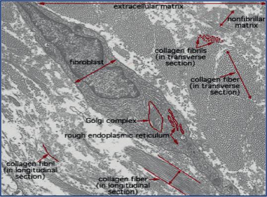 La cellula di maggiore importanza nel derma è il fibroblasto.