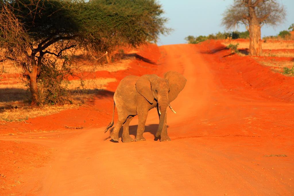 ROSSO TSAVO Tsavo