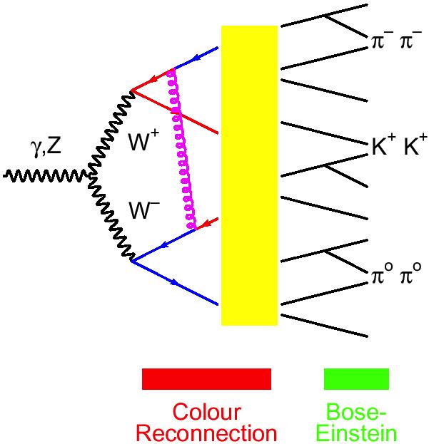 Color Reconnection (CR) e Correlazioni di Bose Einstein (BEC) tra quark effetti attesi su MW