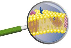 Perché è importante conoscere lo stato di salute molecolare (delle proprie cellule)? Le cellule sono le unità fondamentali del corpo umano, i mattoni costituenti di ogni tessuto ed organo.