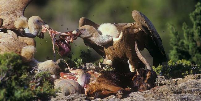 In Sicilia le specie presenti sono: Grifone (Gyps fulvus) estinto in Sicilia, ma