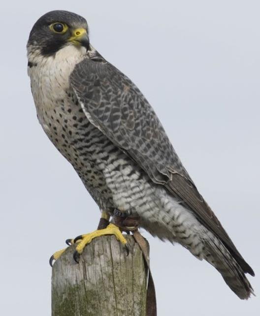 Falconidae Grandi Falchi Falco pellegrino Falco peregrinus