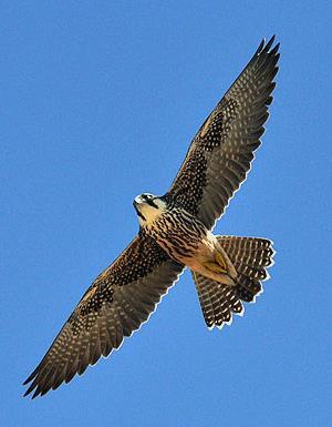Falconidae Grandi Falchi Lanario Falco biarmicus Distribuzione: rarissimo