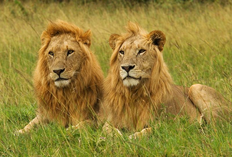 Raggiungeremo nel pomeriggio il fiume Mara per la sistemazione nel nostro bellissimo lodge tendato. Cena e Lunedì 30/09/2019 NORTH SERENGETI (MARA RIVER) Prima colazione in hotel.