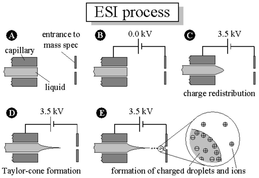 Interfaccia a Ionizzazione Elettrospray (ESI) E attualmente l interfaccia di gran lunga più usata in HPLC-MS (uno dei suoi inventori, John B.