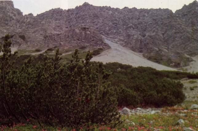 alpine e boreali 4070* Boscaglie di Pinus mugo e