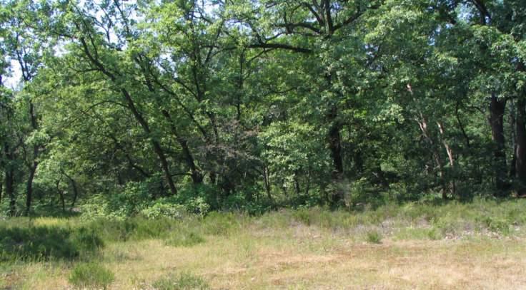 Gli arbusti vicini facilitano l ingresso di specie del sottobosco anche non direttamente sotto le chiome ombreggiando e apportando lettiera L orlo di Calluna vulgaris rallenta l espansione del bosco