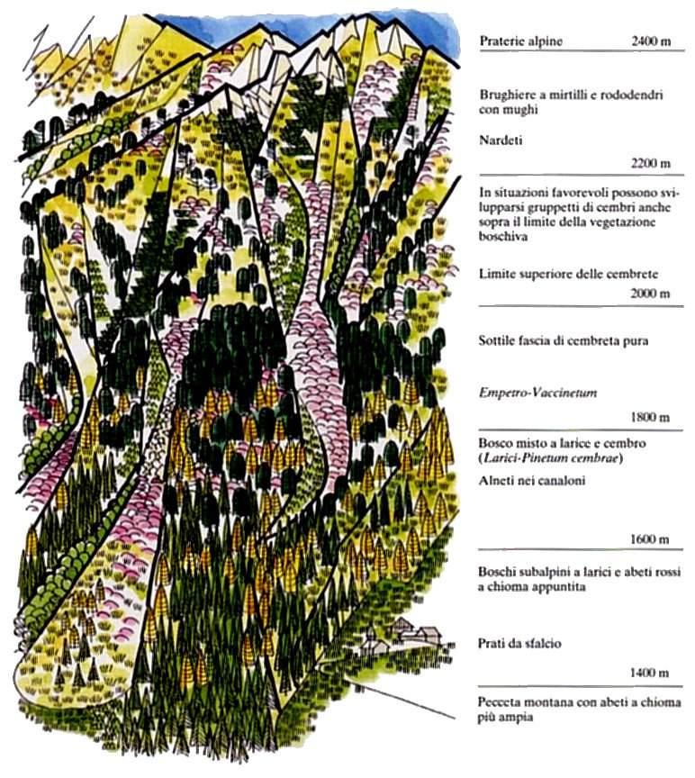 6150 Formazioni erbose boreo-alpine silicicole 4060 Lande alpine e boreali 6230* Formazioni erbose a Nardus, ricche di specie, su substrato siliceo delle zone montane 9420 Foreste alpine di Larix