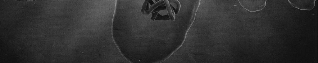 vinske mušice in gliste Caenorhabditis elegans) in genom rastline repnjakovca (Arabidopsis thaliana).