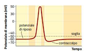 5. Il potenziale di membrana e il potenziale d azione /3 Gli stimoli sensoriali agiscono alterando il potenziale di membrana, cioè la diversa distribuzione di cariche elettriche tra il versante