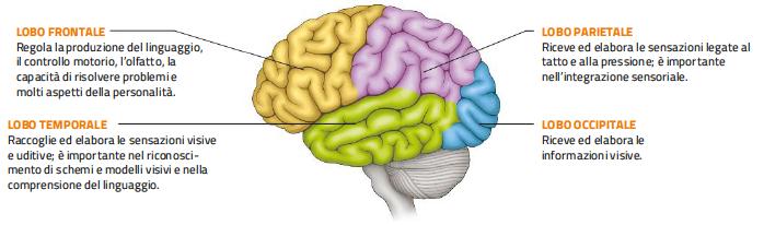 9. Gli emisferi cerebrali Gli emisferi cerebrali hanno un organizzazione sofisticata: Lo strato più superficiale è la corteccia cerebrale, che è costituita da sostanza grigia e