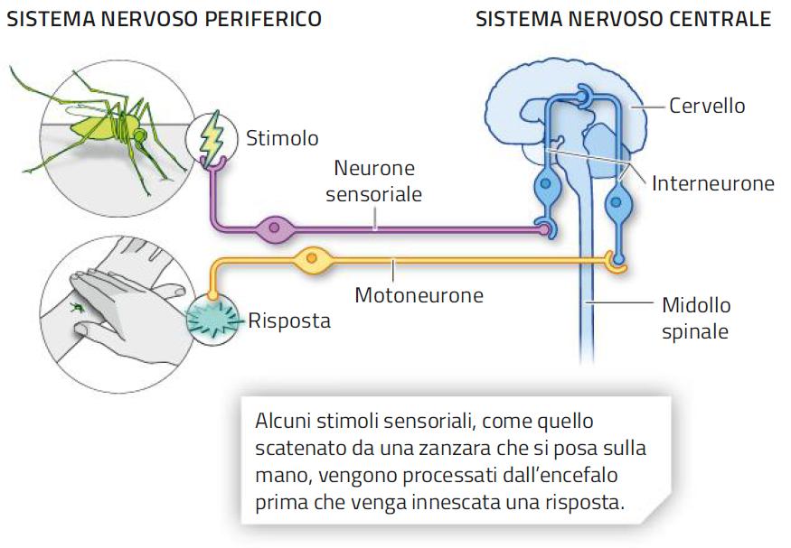 10. Il sistema