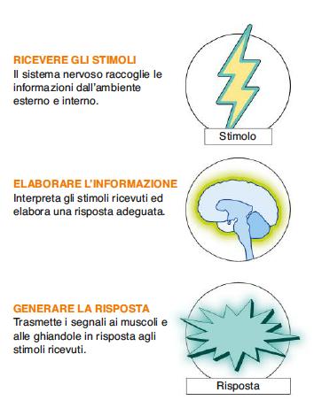 1. La struttura e le funzioni del sistema nervoso /1 Il sistema nervoso è composto da una rete