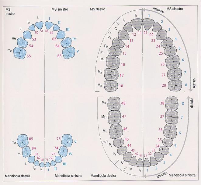 NOTE: DATA TIMBRO E FIRMA DEL MEDICO Nota bene Gli elementi dentari sono 32 (8 per arcata) e vengono classificati da 1 a 8 dall incisivo centrale al terzo molare Il numero indicante il dente è