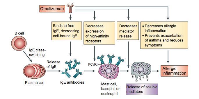 Omalizumab: meccanismo d