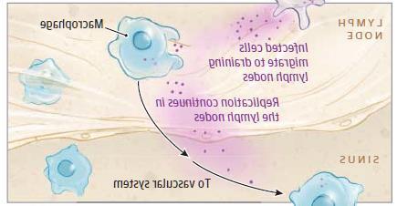 sistema immunitario (cellule di langherans e dentritiche)